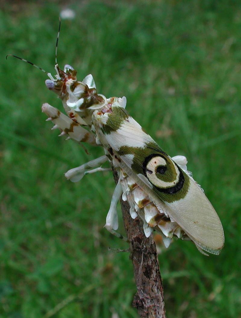 mante orchidée